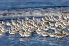 Sanderlings in the Pacific Ocean surf at Cape Disappointment State Park in Washington State, USA Art Print